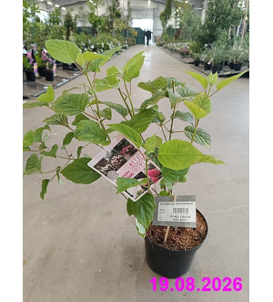 Hydrangea arb. 'Stand Up Pink'® C 2,5 L